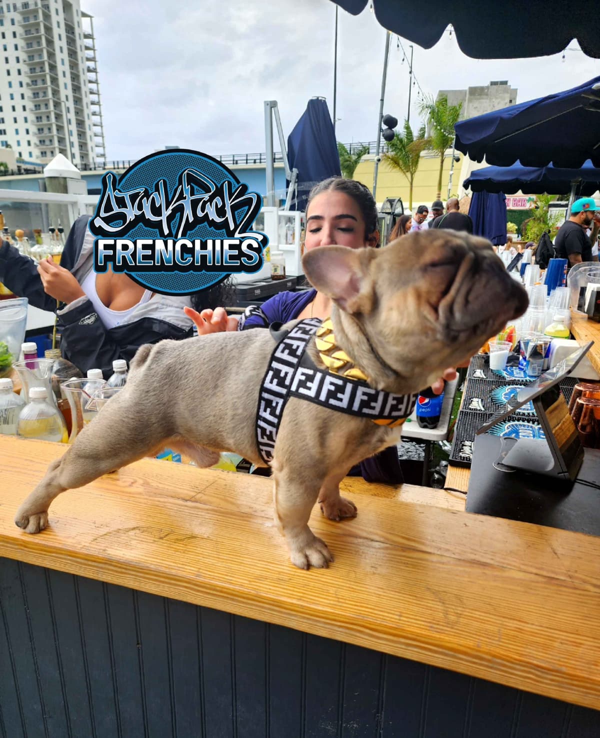 Pure Bred Female French Bulldog Puppy – Home Raised breeder image 6