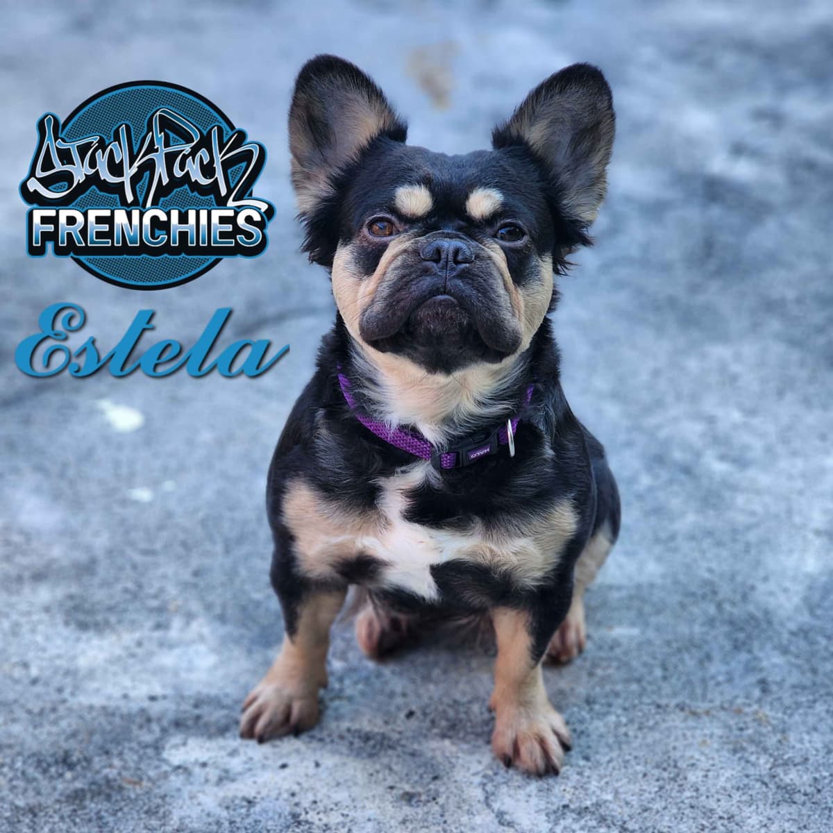Pure Bred Female French Bulldog Puppy – Home Raised breeder image 4