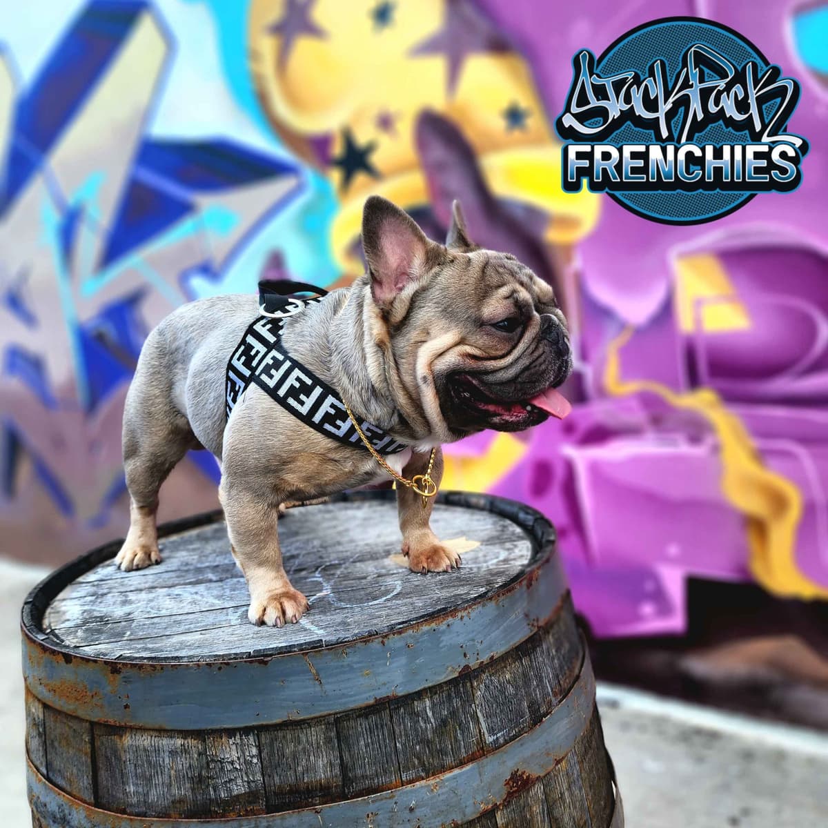 Pure Bred Female French Bulldog Puppy – Home Raised breeder image 1