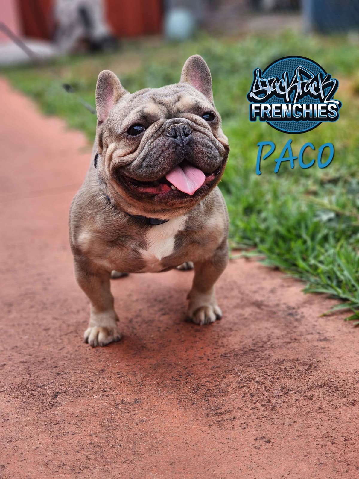 Pure Bred Female French Bulldog Puppy – Home Raised breeder image 14