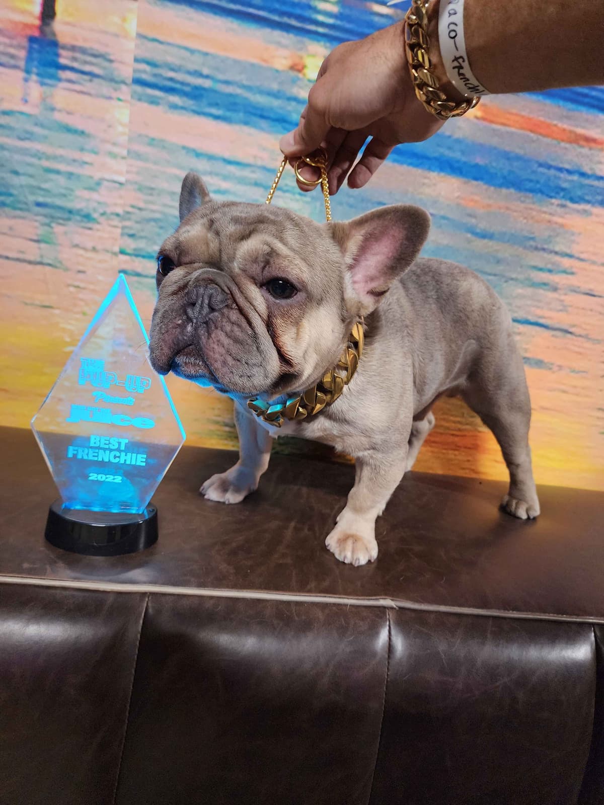 Pure Bred Female French Bulldog Puppy – Home Raised breeder image 12