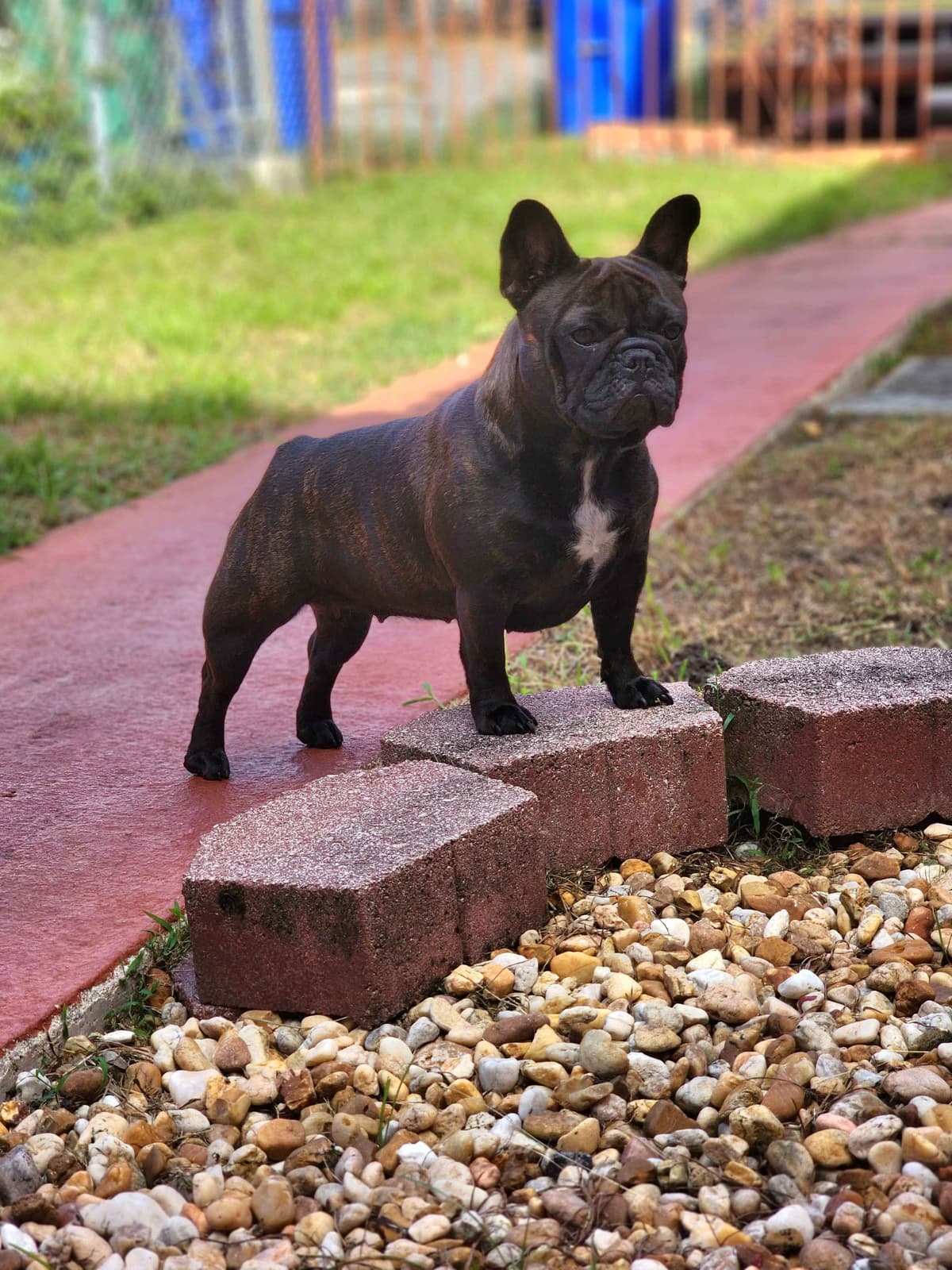 Pure Bred Female French Bulldog Puppy – Home Raised breeder image 16