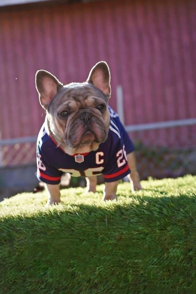 Pure Bred Female French Bulldog Puppy – Home Raised breeder image 19