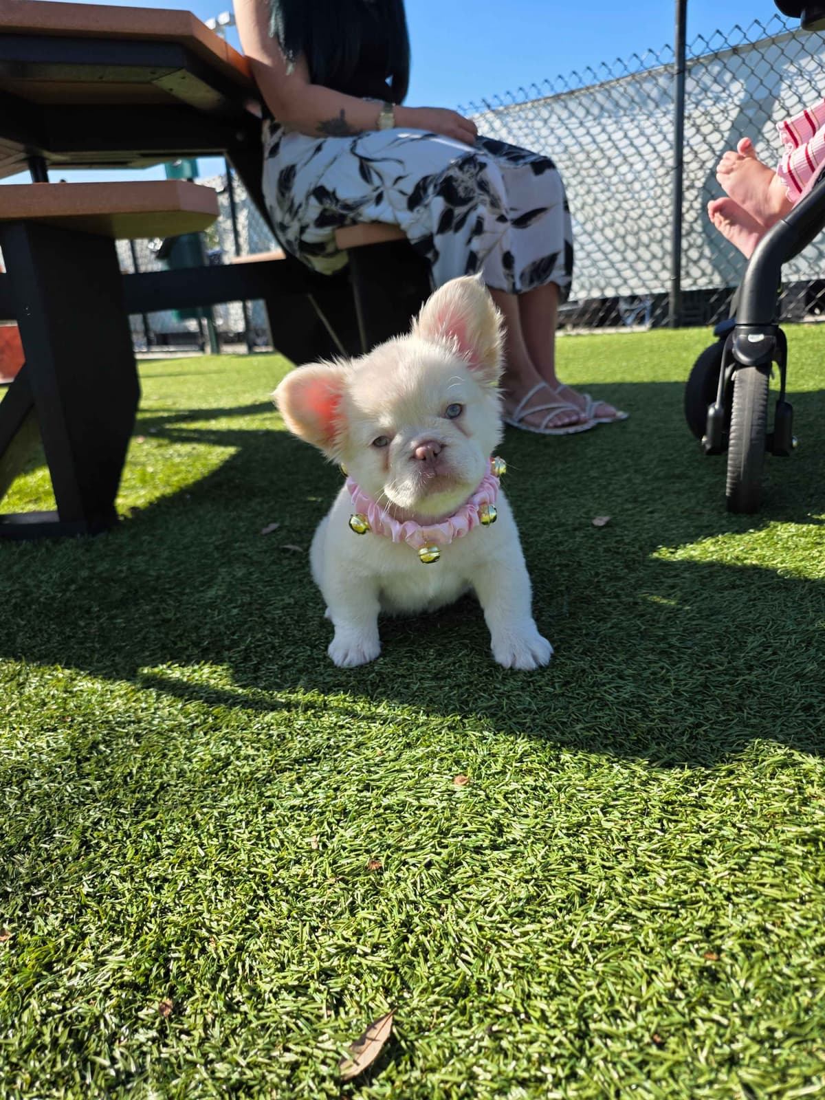 Pure Bred Female French Bulldog Puppy – Home Raised breeder image 22