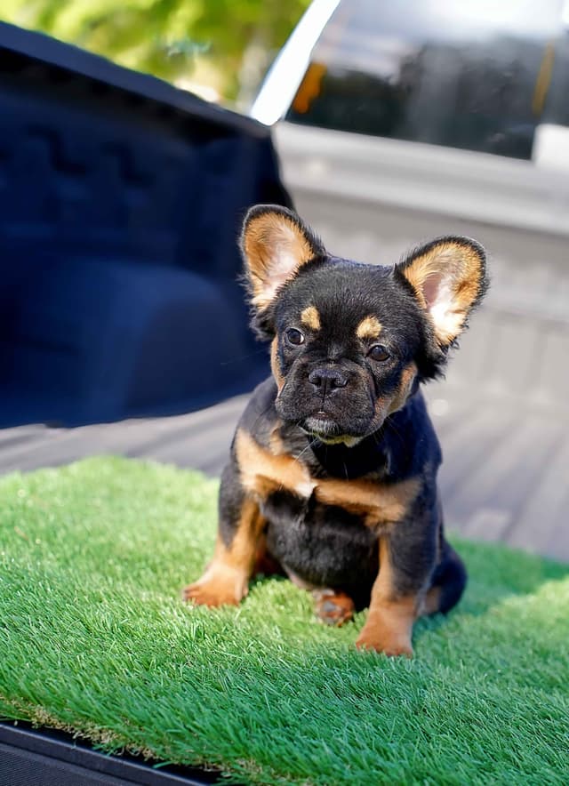 Pure Bred Female French Bulldog Puppy – Home Raised media 3