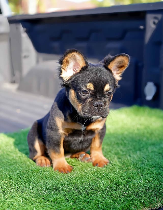 Pure Bred Female French Bulldog Puppy – Home Raised media 4