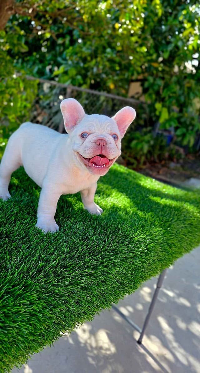Male Quality French Bulldog puppies media 2