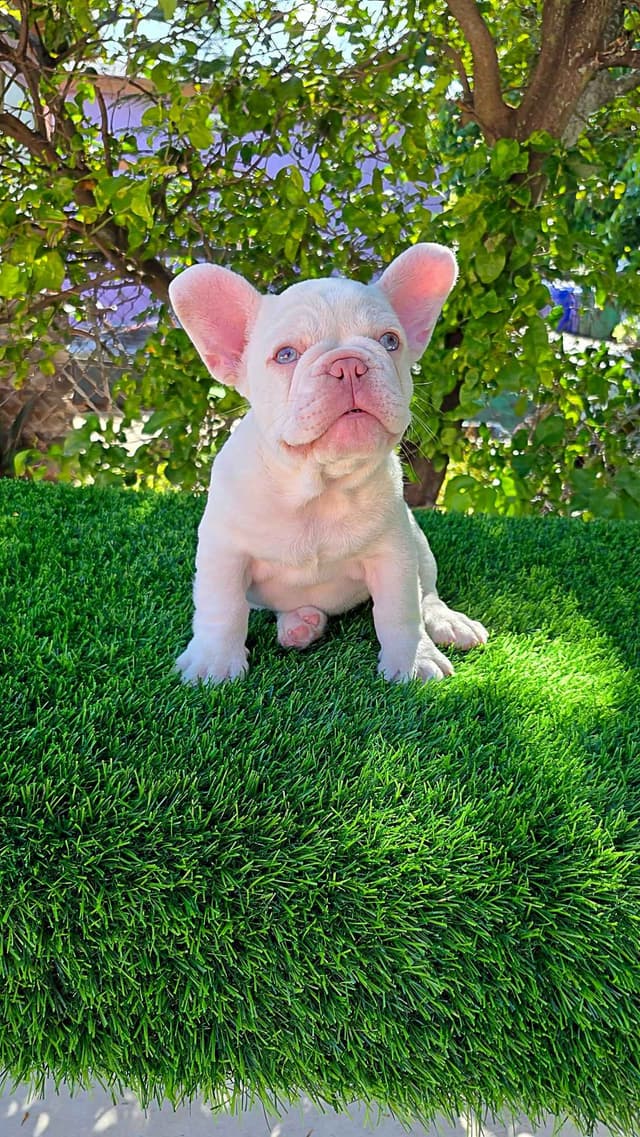 Male Quality French Bulldog puppies media 4