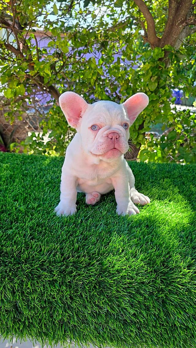 Male Quality French Bulldog puppies media 3
