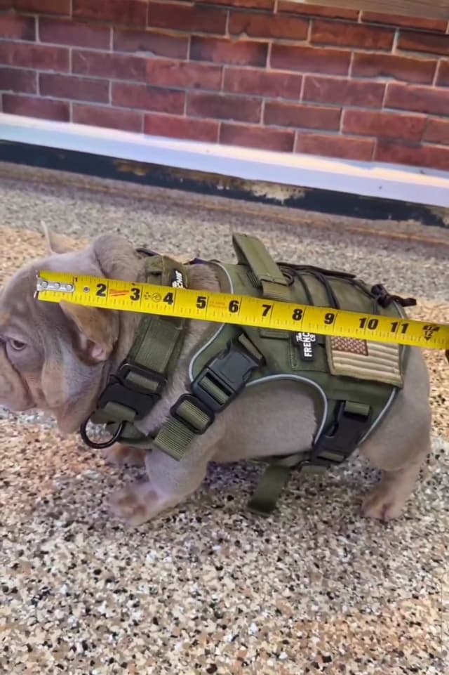 Male Quality French Bulldog puppies media 7