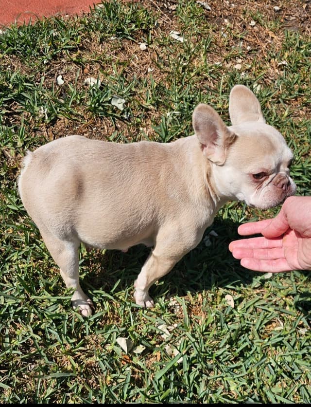Male Quality French Bulldog puppies media 9