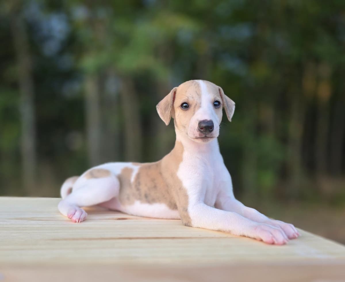 Whippet Puppies breeder image 1
