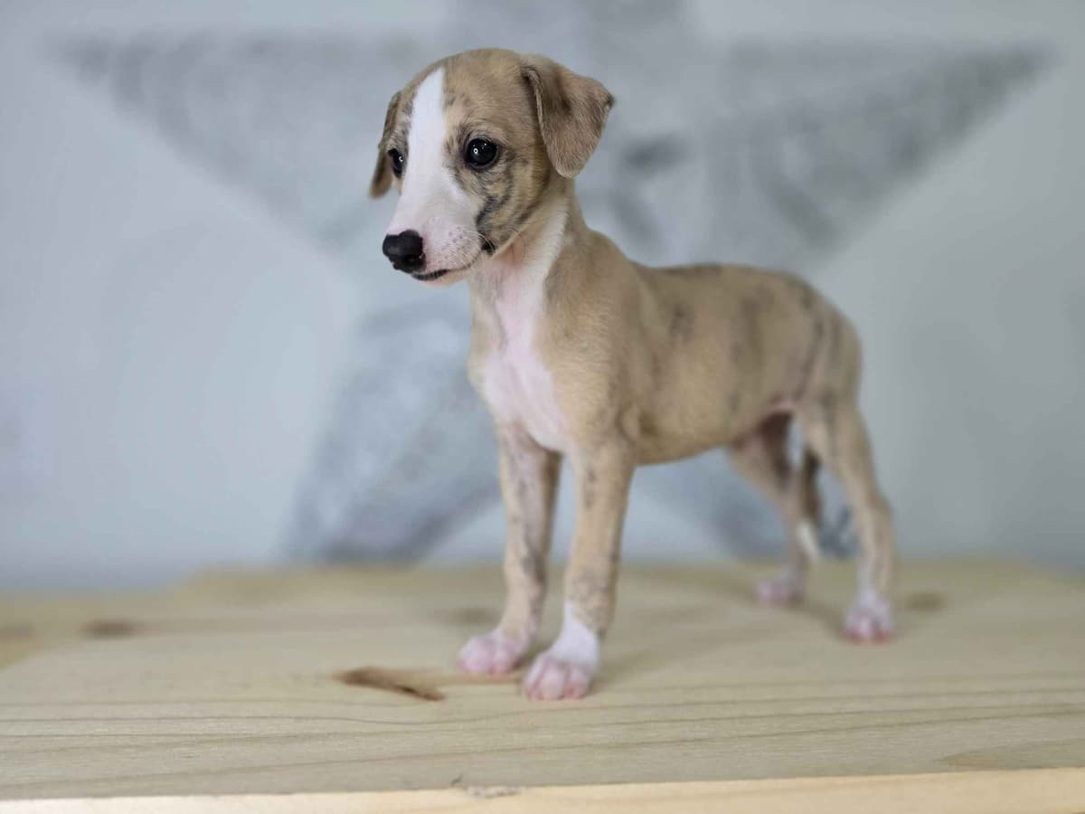 Whippet Puppies breeder image 2