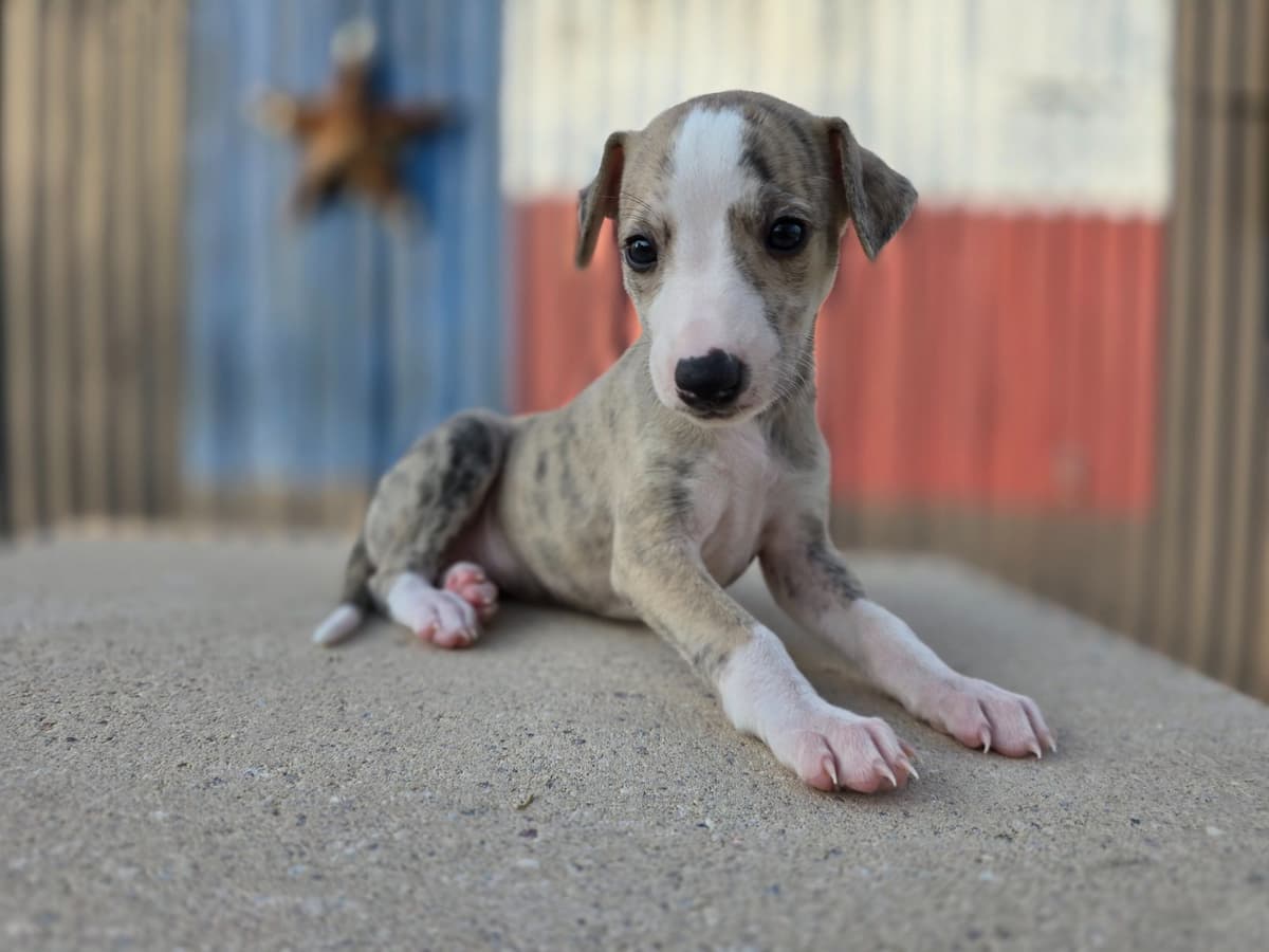 Whippet Puppies breeder image 3