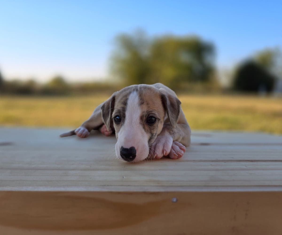Whippet Puppies breeder image 4