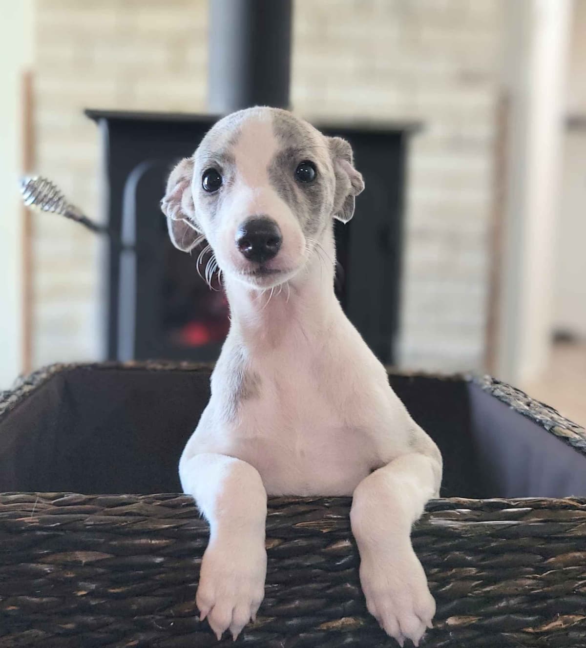 Whippet Puppies breeder image 5