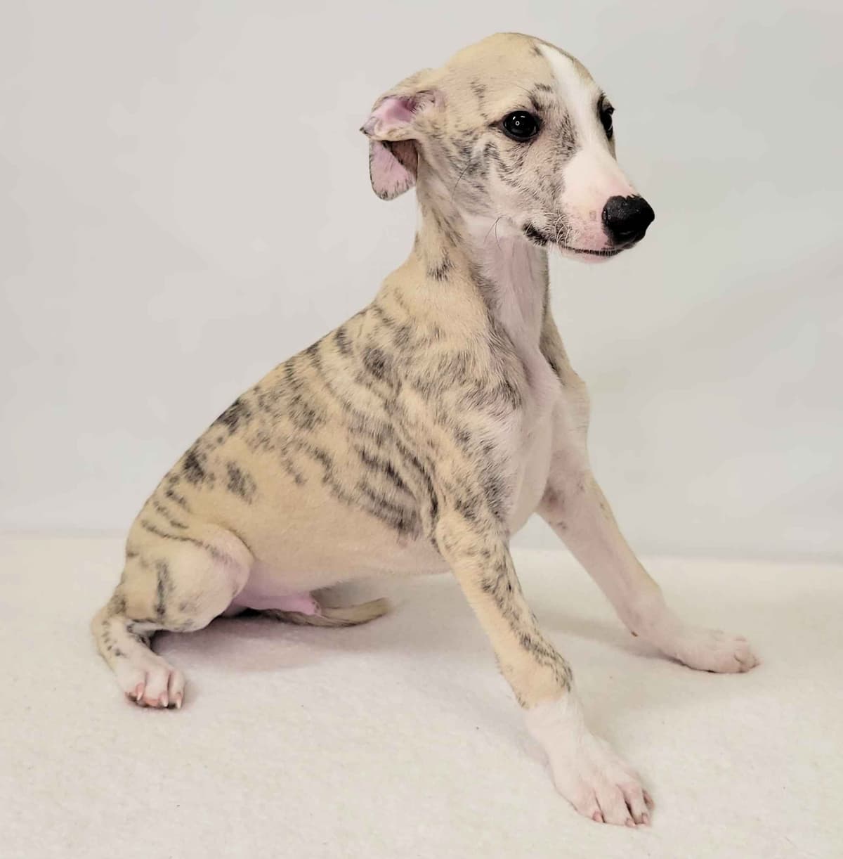 Whippet Puppies breeder image 6