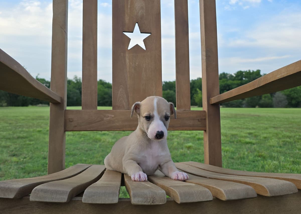 Whippet Puppies breeder image 7