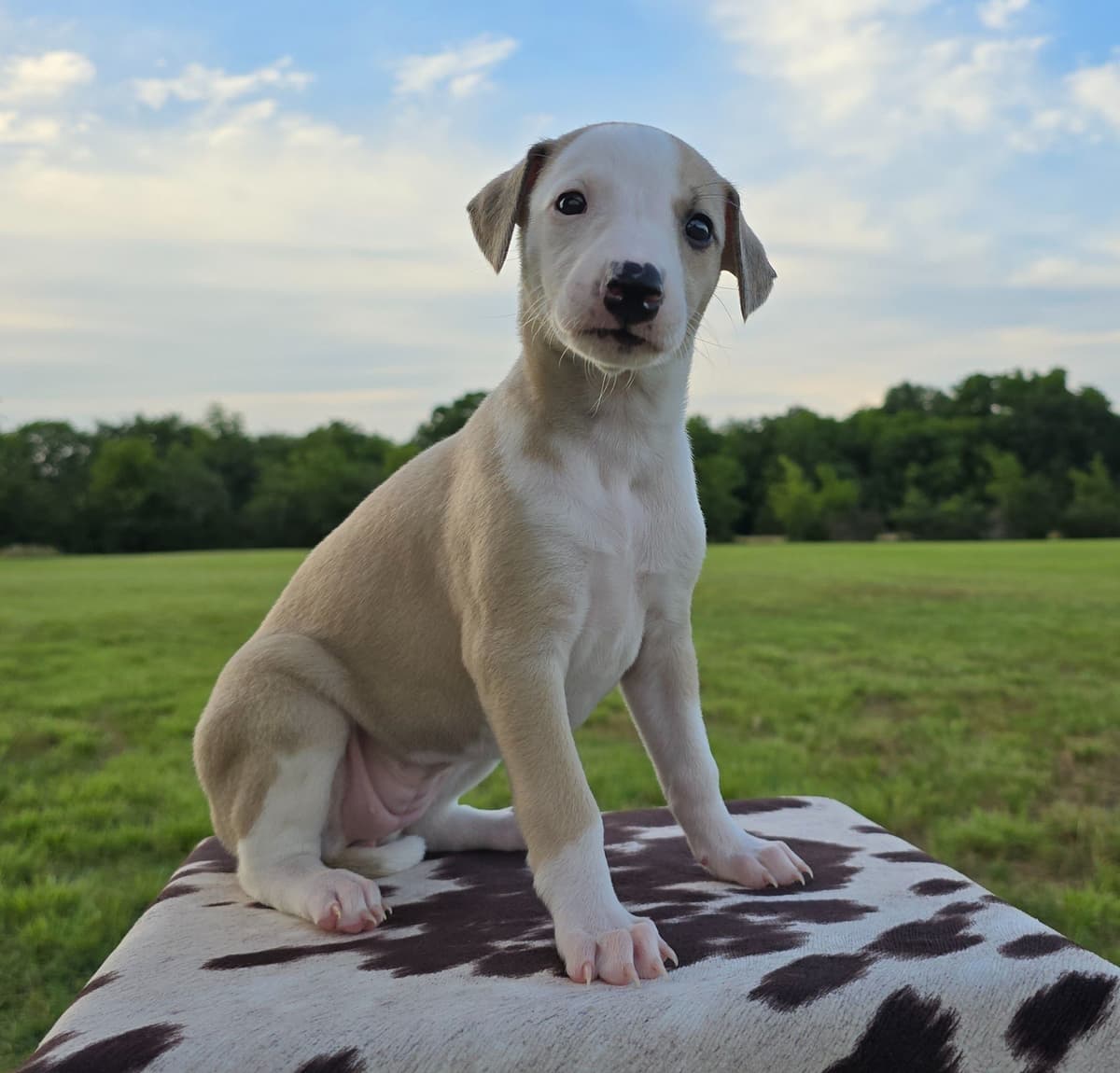 Whippet Puppies breeder image 8