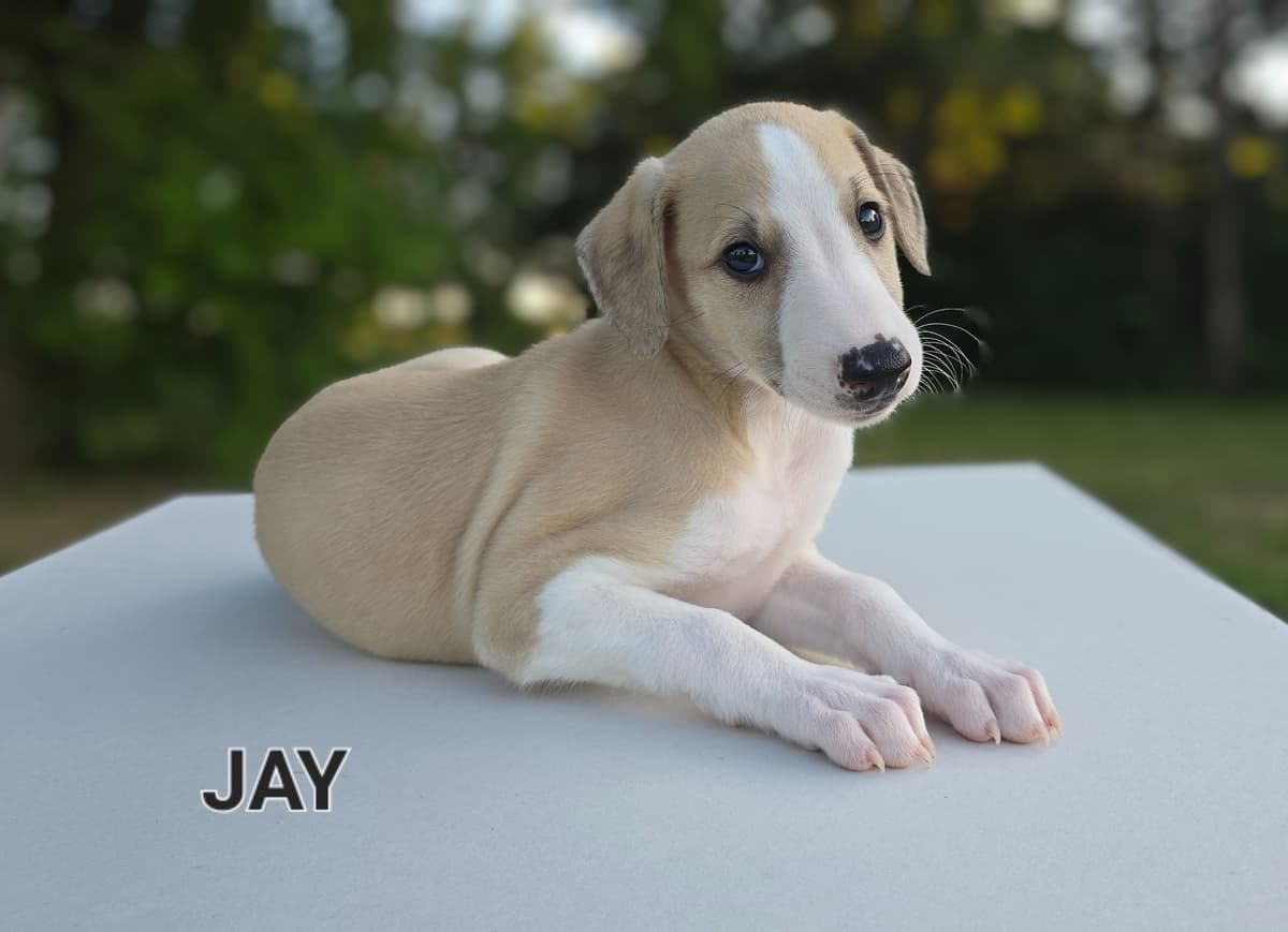 Whippet Puppies breeder image 9