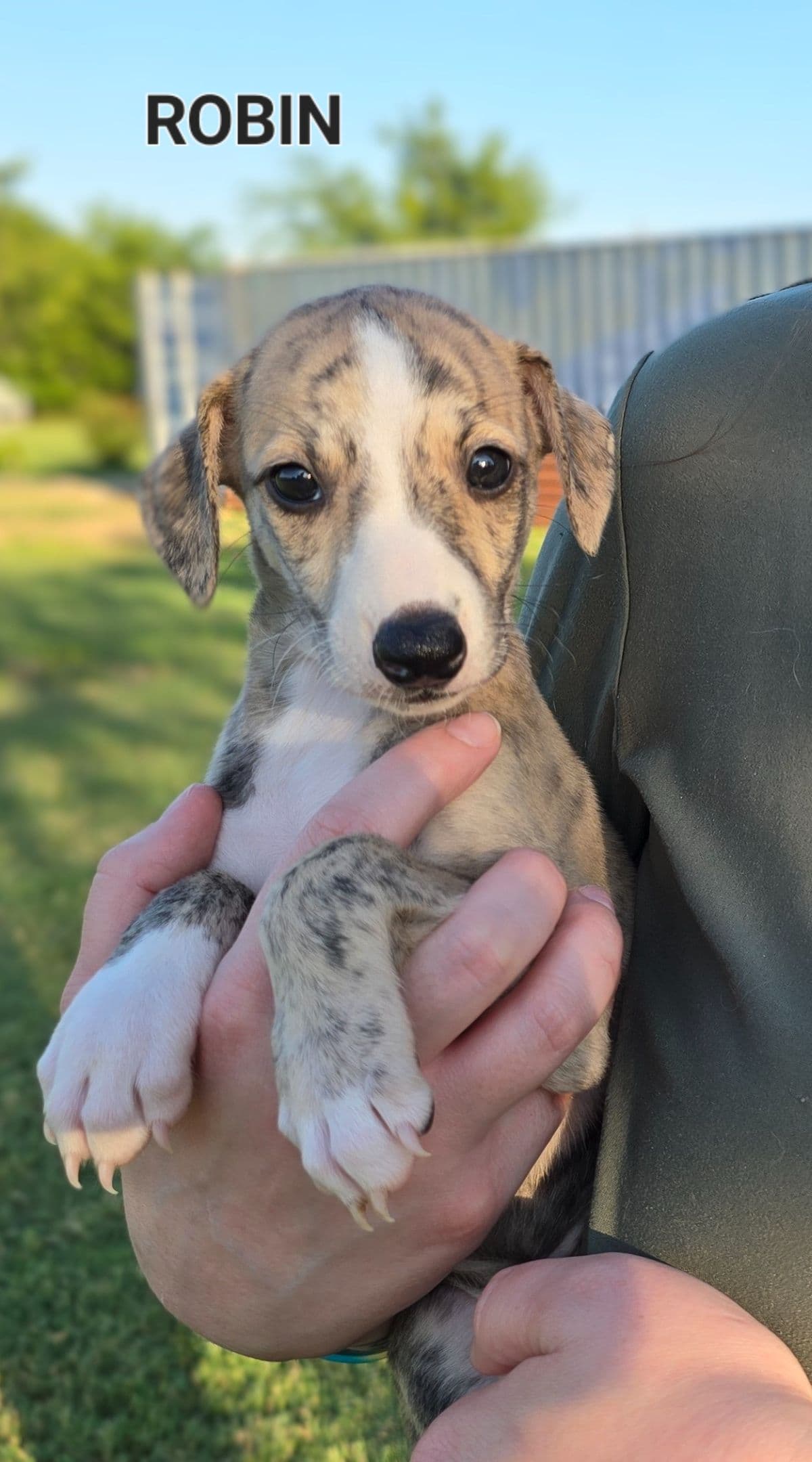 Whippet Puppies breeder image 10