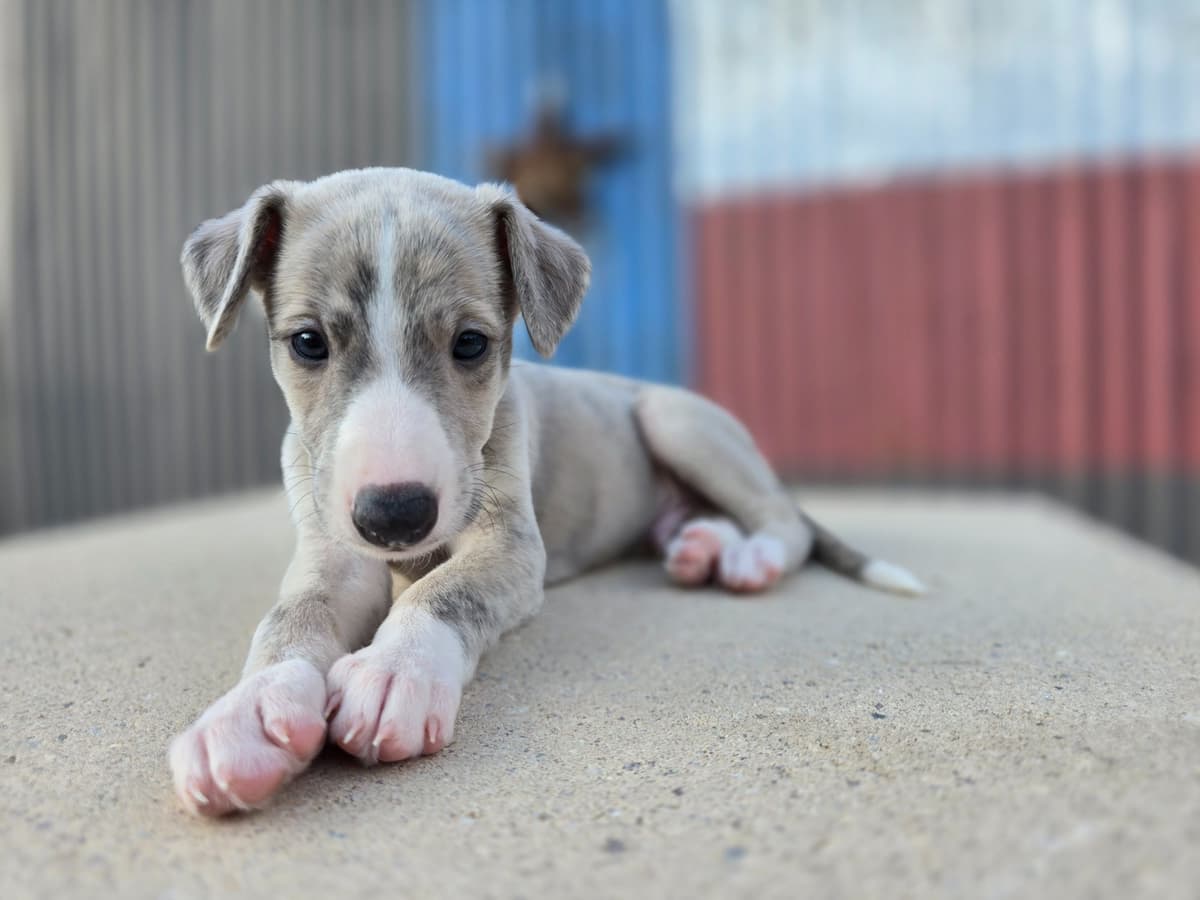 Whippet Puppies breeder image 11