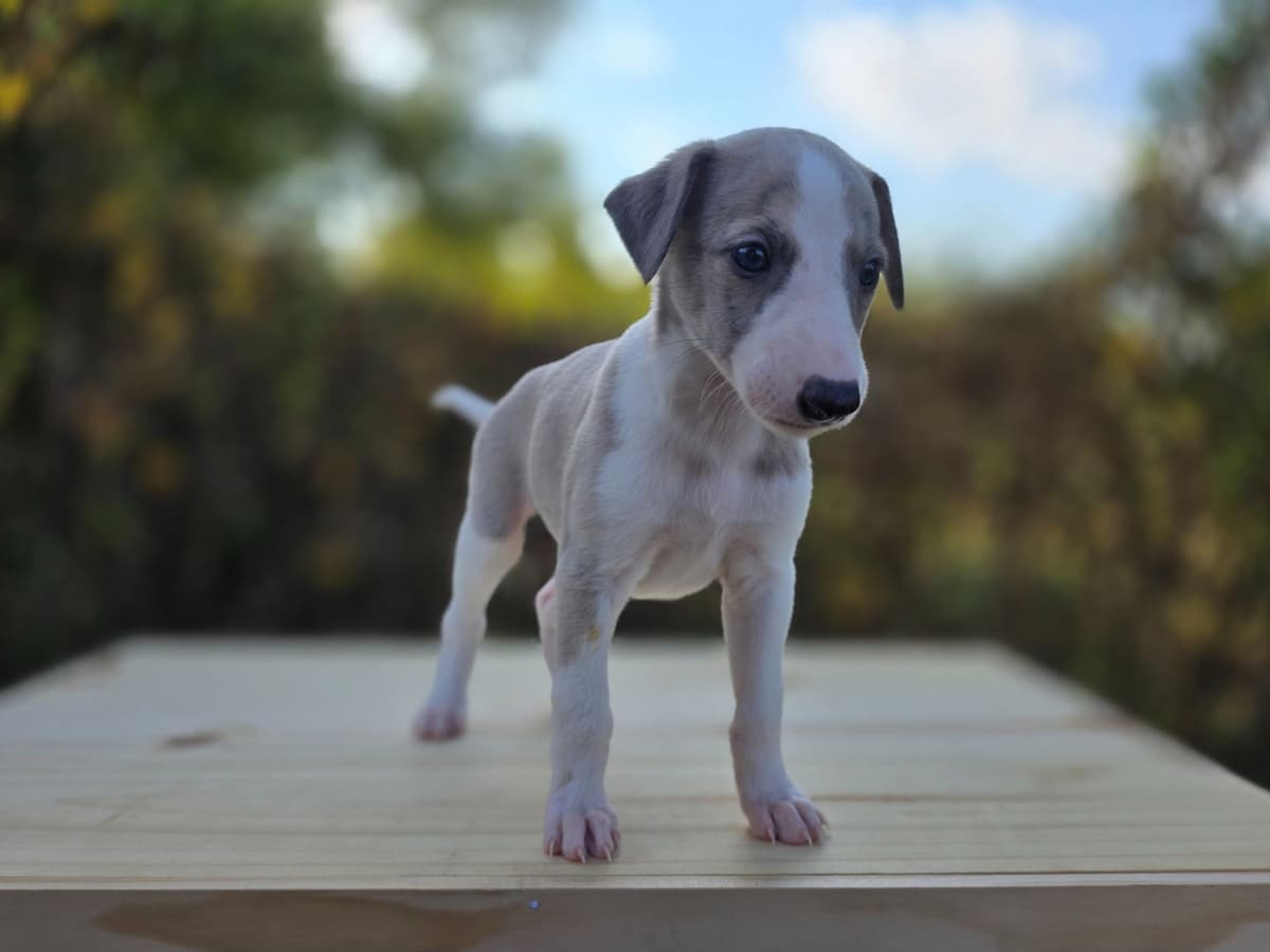 Whippet Puppies breeder image 12