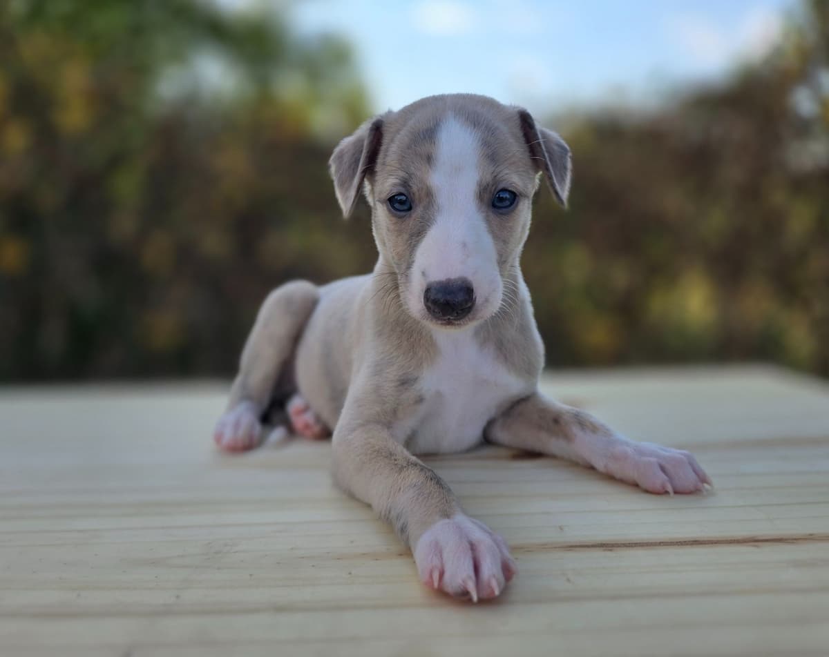 Whippet Puppies breeder image 13