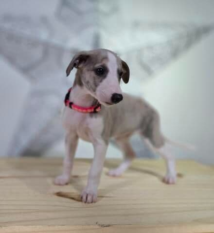Whippet Puppies breeder image 14