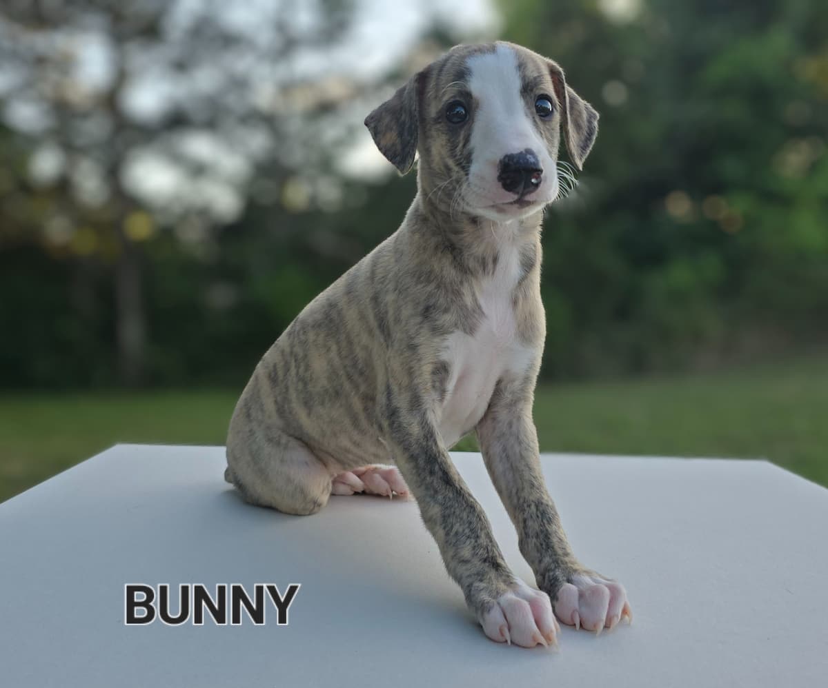 Whippet Puppies breeder image 15