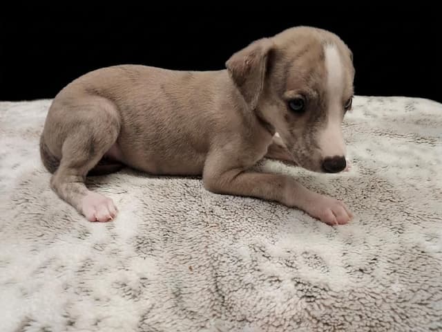 Whippet Puppies media 2