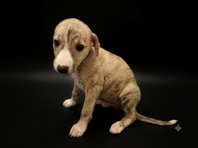 Whippet Puppies media 3