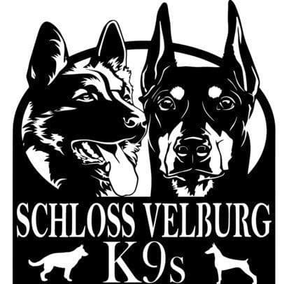 Top European Dobermann Puppies Available breeder image 1