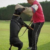 Top European Dobermann Puppies Available breeder image 3