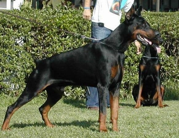 Top European Dobermann Puppies Available breeder image 4