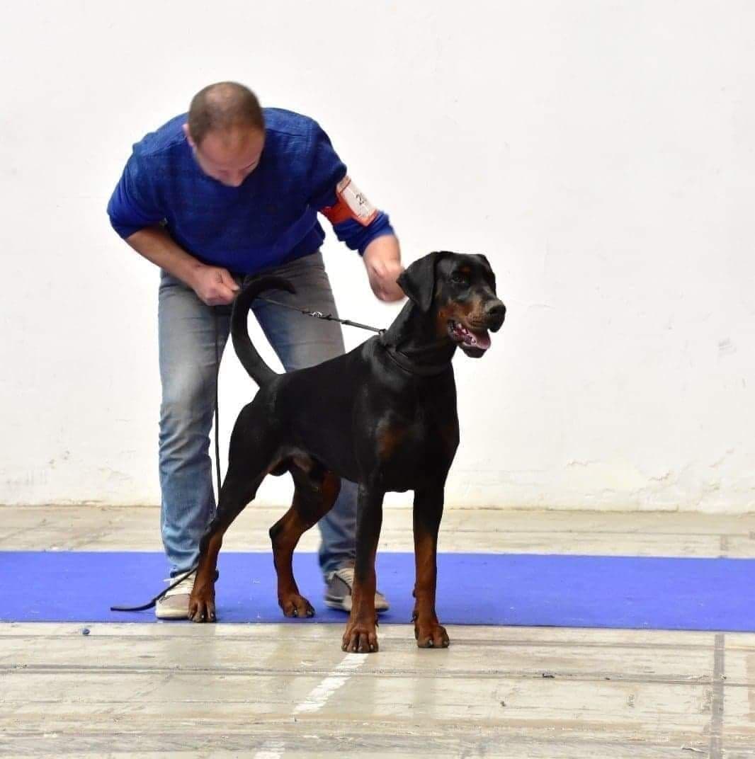 Top European Dobermann Puppies Available breeder image 5