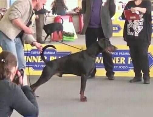 Top European Dobermann Puppies Available breeder image 6