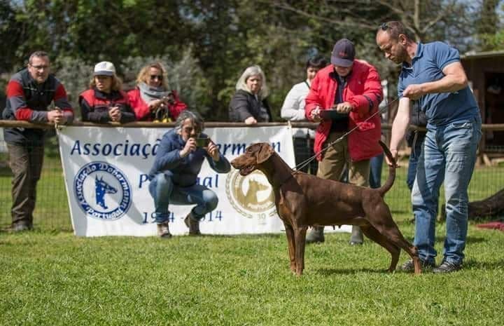 Top European Dobermann Puppies Available breeder image 7