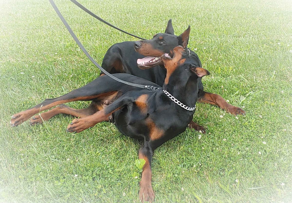 Top European Dobermann Puppies Available breeder image 8