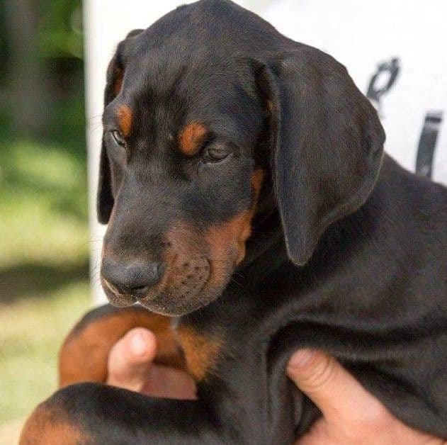 Top European Dobermann Puppies Available breeder image 9