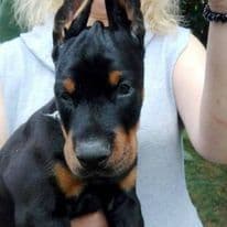 Top European Dobermann Puppies Available breeder image 10