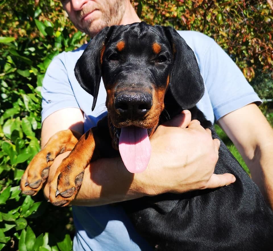 Top European Dobermann Puppies Available breeder image 11