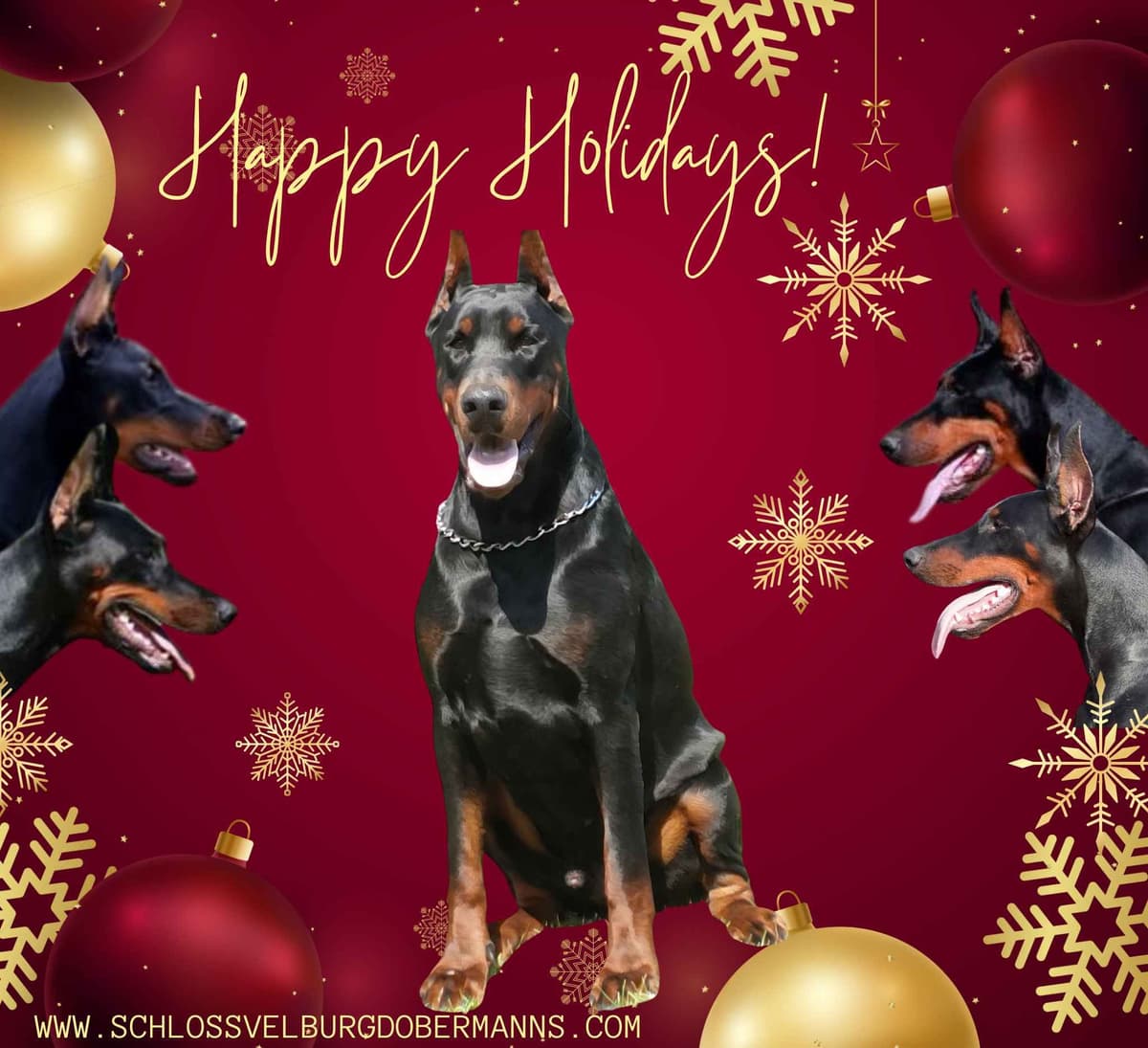 Top European Dobermann Puppies Available breeder image 12