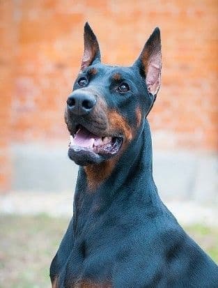 Top European Dobermann Puppies Available breeder image 14