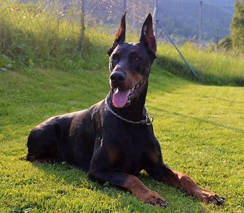Top European Dobermann Puppies Available breeder image 15