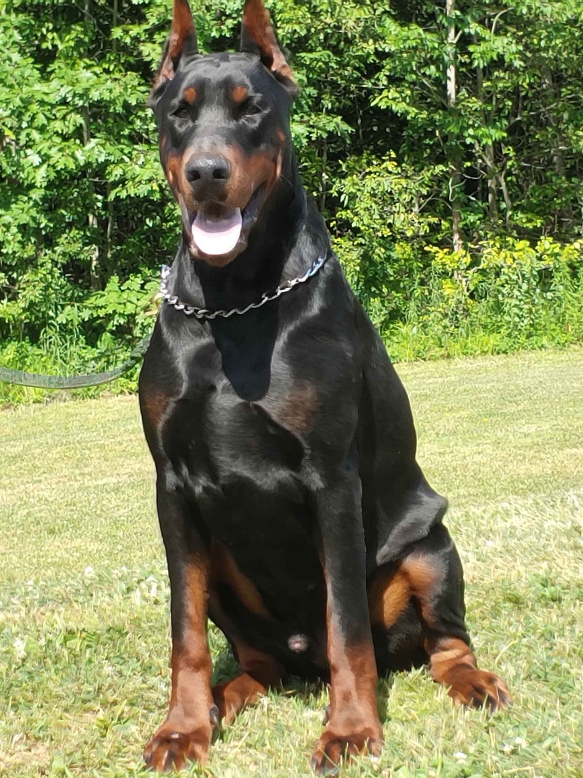 Top European Dobermann Puppies Available breeder image 17