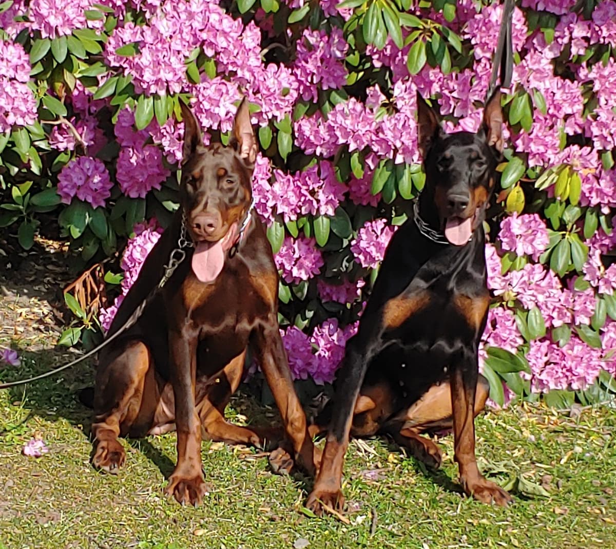 Top European Dobermann Puppies Available breeder image 18
