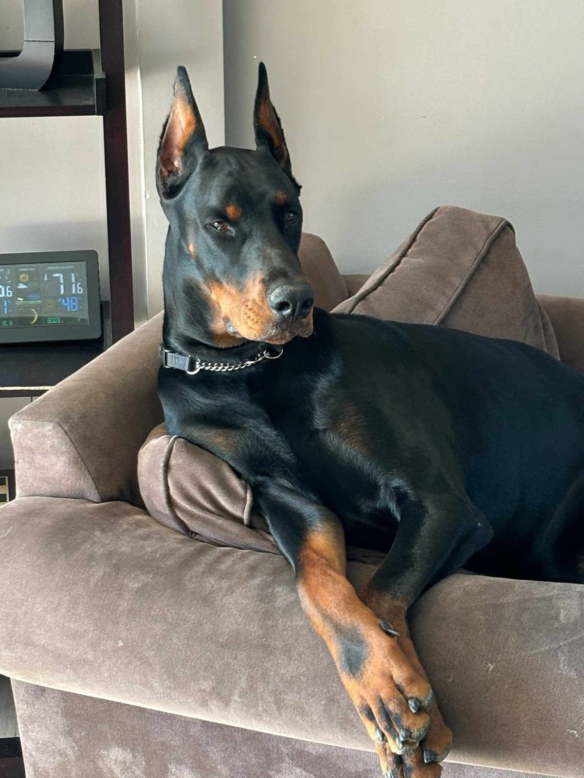 Top European Dobermann Puppies Available breeder image 21
