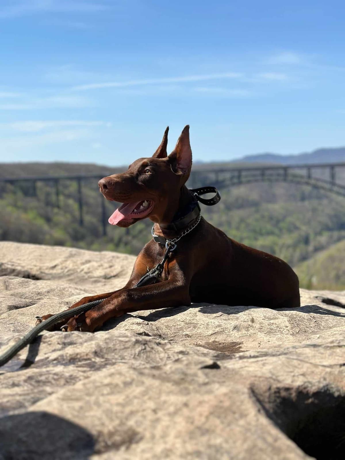Top European Dobermann Puppies Available breeder image 22