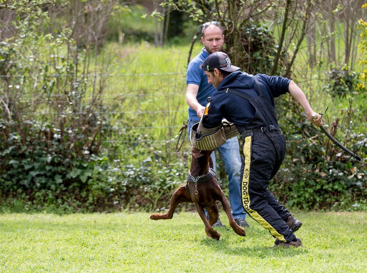 Top European Dobermann Puppies Available breeder image 23